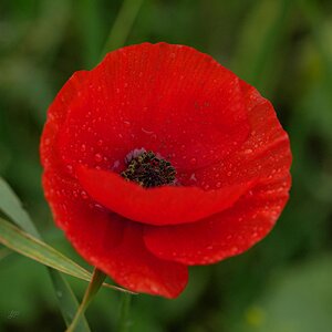 Mohn im November