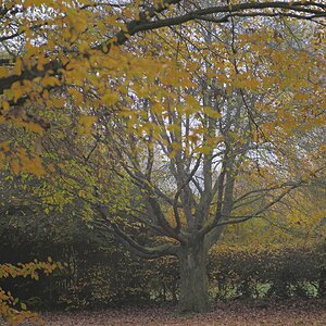 Hinter fremden Blättern