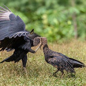 Kampf der Rabengeier