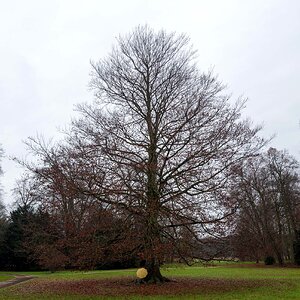 Blut-Buche im November