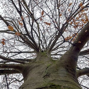 Blut-Buche im November