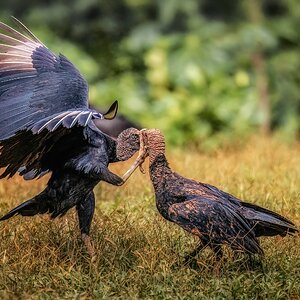 Kampf der Rabengeier (meine Version)