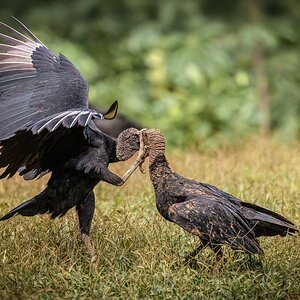 Kampf der Ragengeier überarbeitet