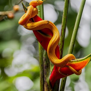Eine Greifschwanz-Lanzenotter