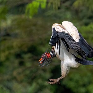 Königsgeier im Landeanflug