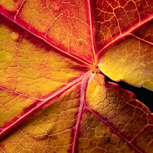 Ahornblatt im Herbst