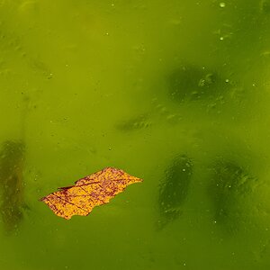 Blätter im Eis (II)