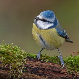Ich habe jeden Tag ne Meise.......