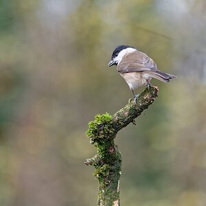 Sumpf-Nonnenmeise - was meint ihr??