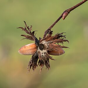 Boten des Herbstes 1