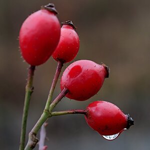 Boten des Herbstes 2