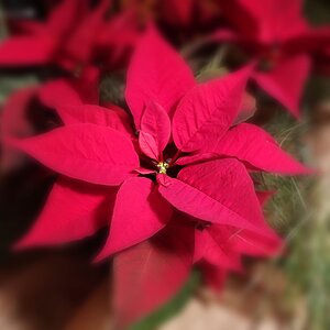 Der Stern der Jahreszeit