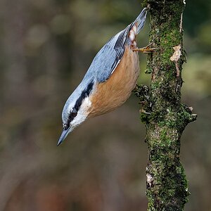 Nikon Z6II-Makro 105 mm-Kleiber - Letzte Aufnahme von der Serie