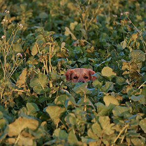 hidden dog.
