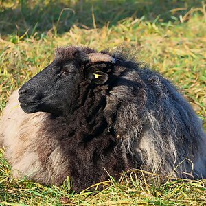Genießer in der Dezembersonne