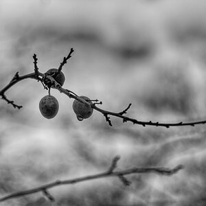 Boten des Herbstes 3