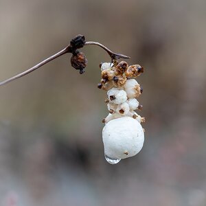 Boten des Herbstes 4