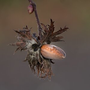 Boten des Herbstes 5