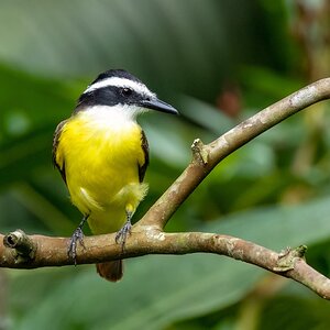 Schwefelmaskentyrann