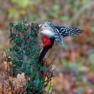 Gibt's da was.....??