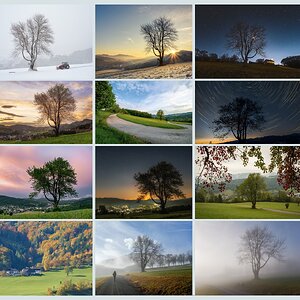 12_ wilde Kirsche: mein Jahreszeitenbaum 2025