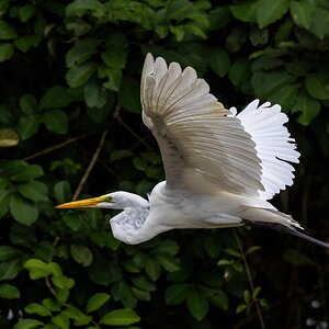 Silberreiher im Flug
