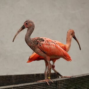 Getrennte Wege gehen