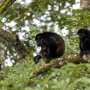 Brüllaffen mit Nachwuchs