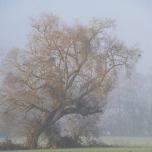 Lieblingsbaum Dezember