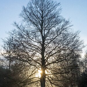Blut-Buche im Dezember
