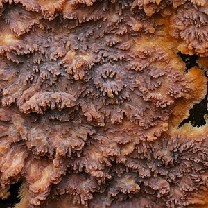 Orangeroter Kammpilz