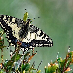 Schwalbenschwanz ORIGINAL