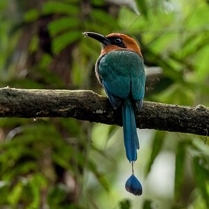 Plattschnabelmotmot