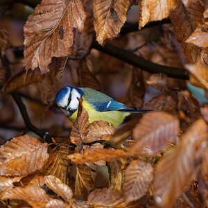 Serie "Braune Blätter" Blaumeise