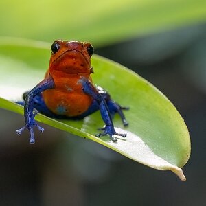 Erdbeerpfeilgiftfrosch...