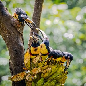 Tukane lieben Bananen...