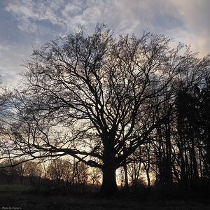 Dorfbuche_im_Dezember_2  im Gegenlicht