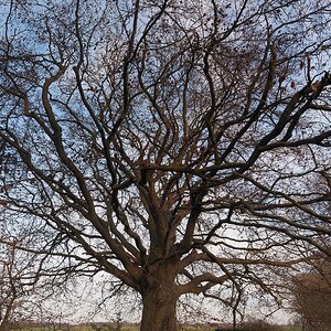 Dorfbuche_im_Dezember_1    Vertikal-Panorama