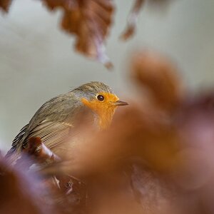 Serie "Braune Blätter" Rotkehlchen