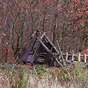 Die Rache der Wildschweine?
