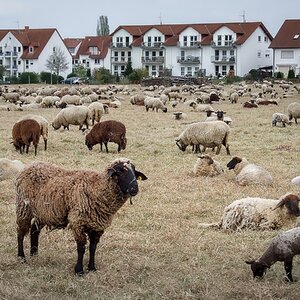 Noch ist es eine Wiese ... Krippenplätze gesucht.🎄