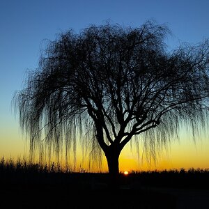 Baum - Dezember 2025