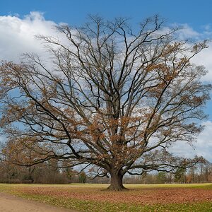 Baum Dezember
