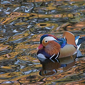 ... Migrationshintergrund