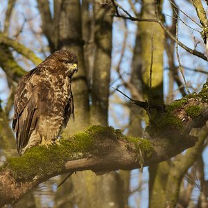 Bussard