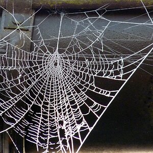 Omas Spitzendeckchen