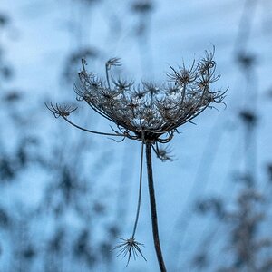 Medium 'Wilde Möhre' in der Kategorie 'Blumen & Blüten'