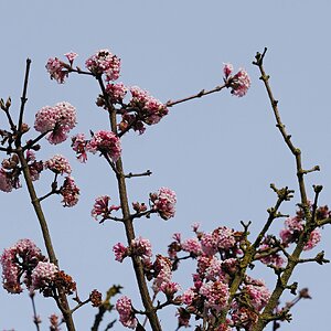 Winteranfang - - - [Nr.1 KW 25/52]