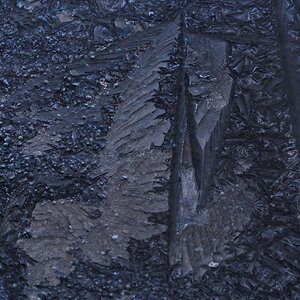 Engelsflügel - - - [Nr.5 KW 25/52]