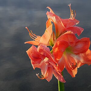 Medium 'Im goldenen Licht' in der Kategorie 'Blumen & Blüten'
